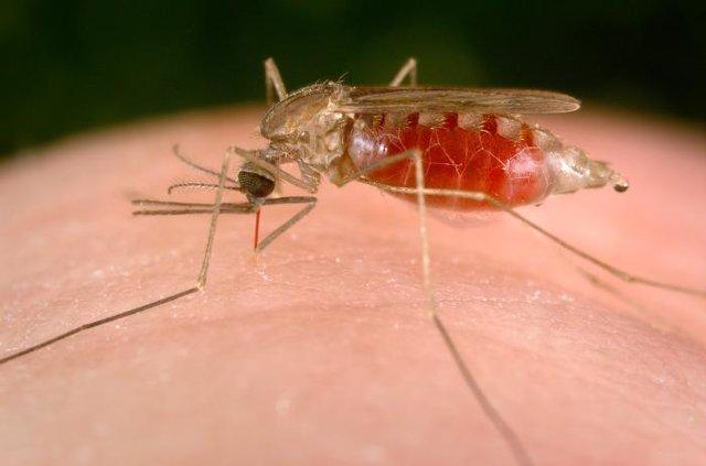 ساخت نسل جدید دارو های ضد مالاریا با فناوری پرتوی ایکس