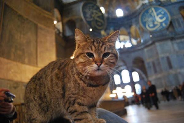 تور ارزان بلغارستان: با گربه مشهور مسجد ایاصوفیه استانبول آشنا شوید