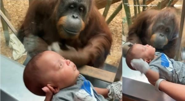 درخواست جالب اورانگوتان ماده برای تماشا یک نوزاد